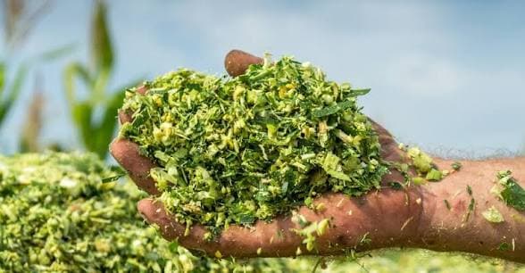 Standard Corn Silage (50kg Bag)